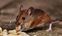 24 Hour & Emergency Exterminators in Pierrepnt Mnr, NY
